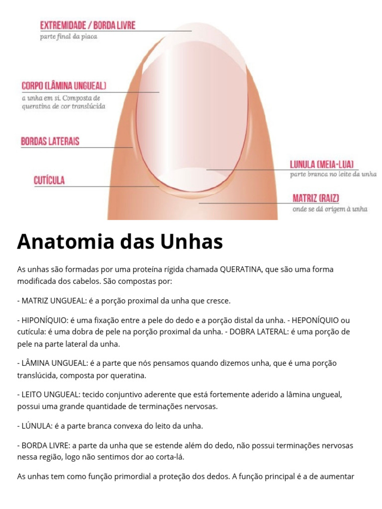 Anatomia e Função das Unhas | PDF | Estudos de Línguas Estrangeiras