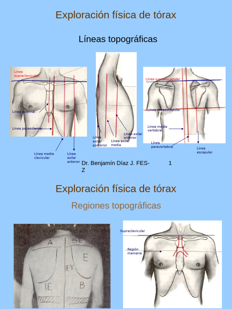 Exploraci n F sica Del T rax Gu a Completa PDF Medicina CLINICA 