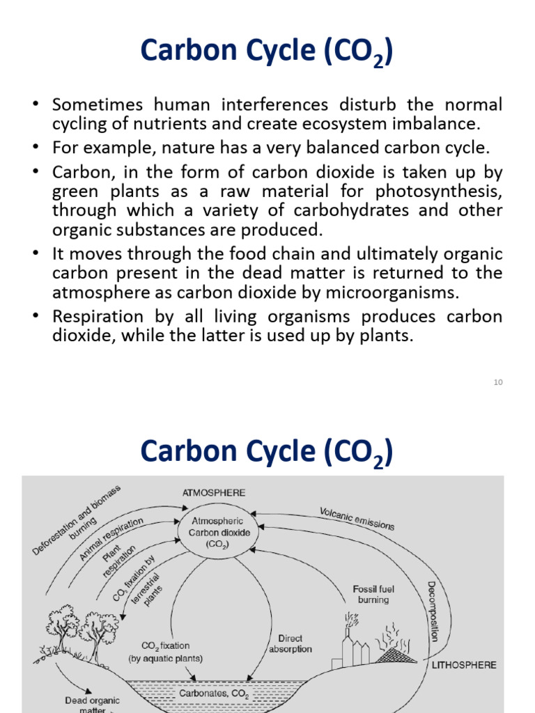 Understanding the Carbon and Sulphur Cycles | PDF | Carbon Cycle ...
