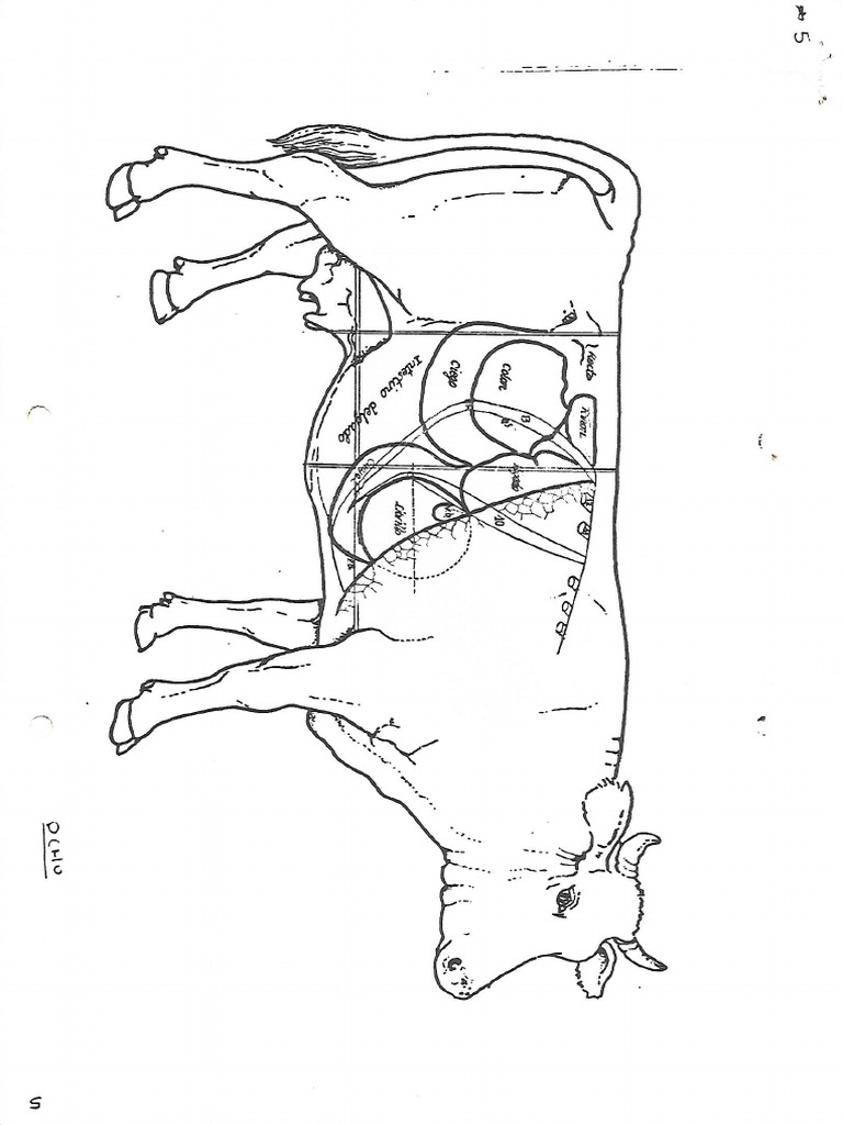 Vaca 2 | PDF