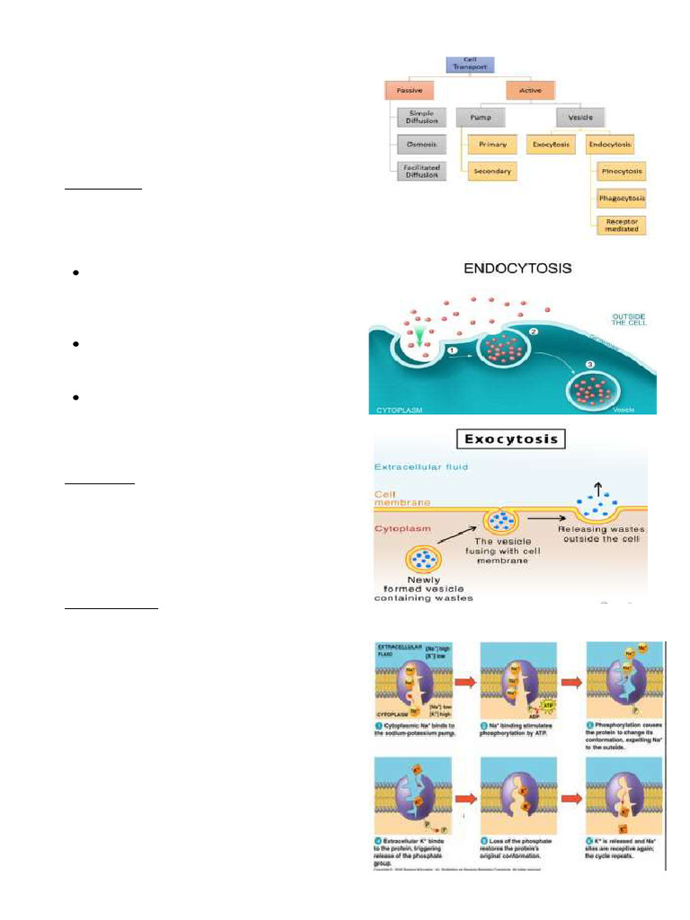 Biology | PDF | Endoplasmic Reticulum | Cell (Biology)