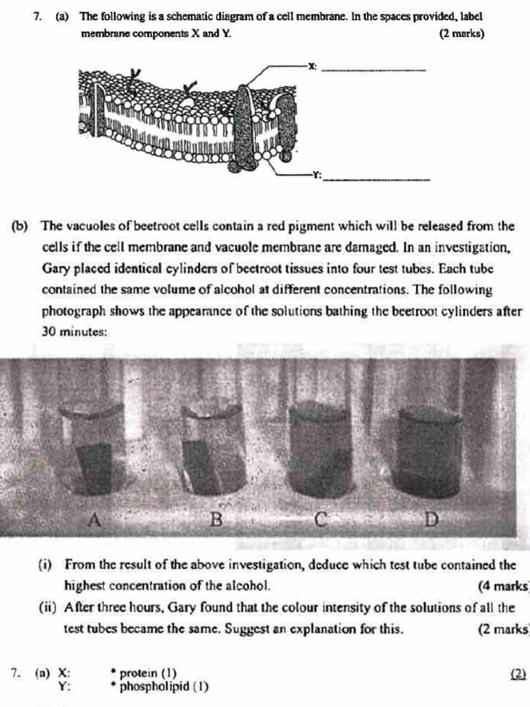 Cell Membrane Pdf Cell Membrane Cell Biology