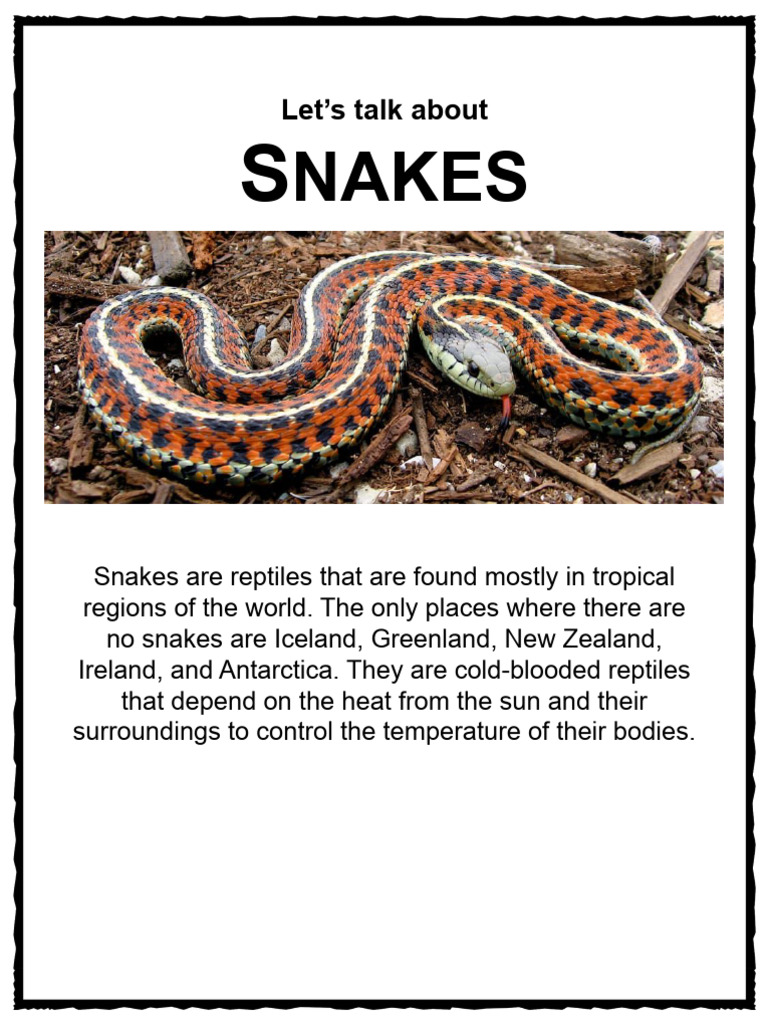Snake Worksheet | PDF | Snake | Rattlesnake