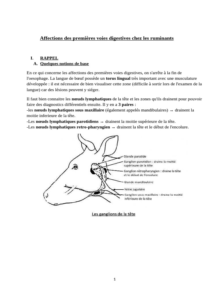 Affections Digestives des Ruminants | PDF | Œsophage | Maladies et troubles