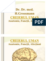 Suport Curs Anatomia Creierului