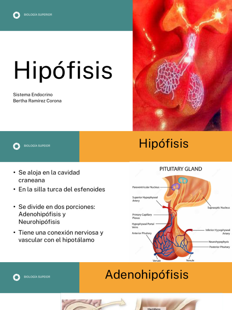 Estructura y Funciones de la Adenohipófisis | PDF | Glándula pituitaria