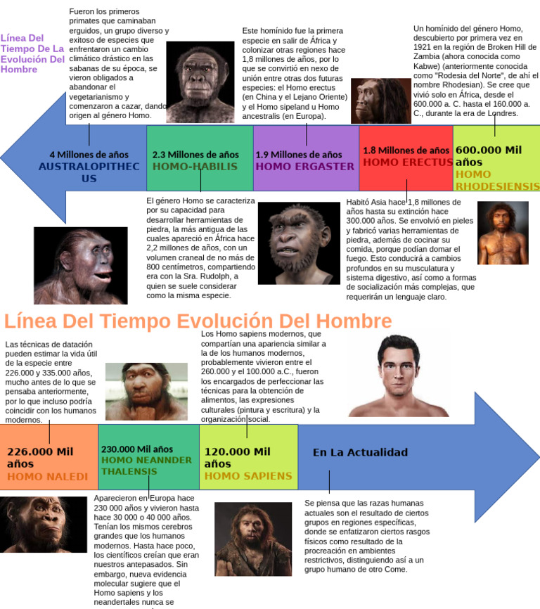Lnea Del Tiempo De La Evolucin Humana Linea Del Tiempo 1