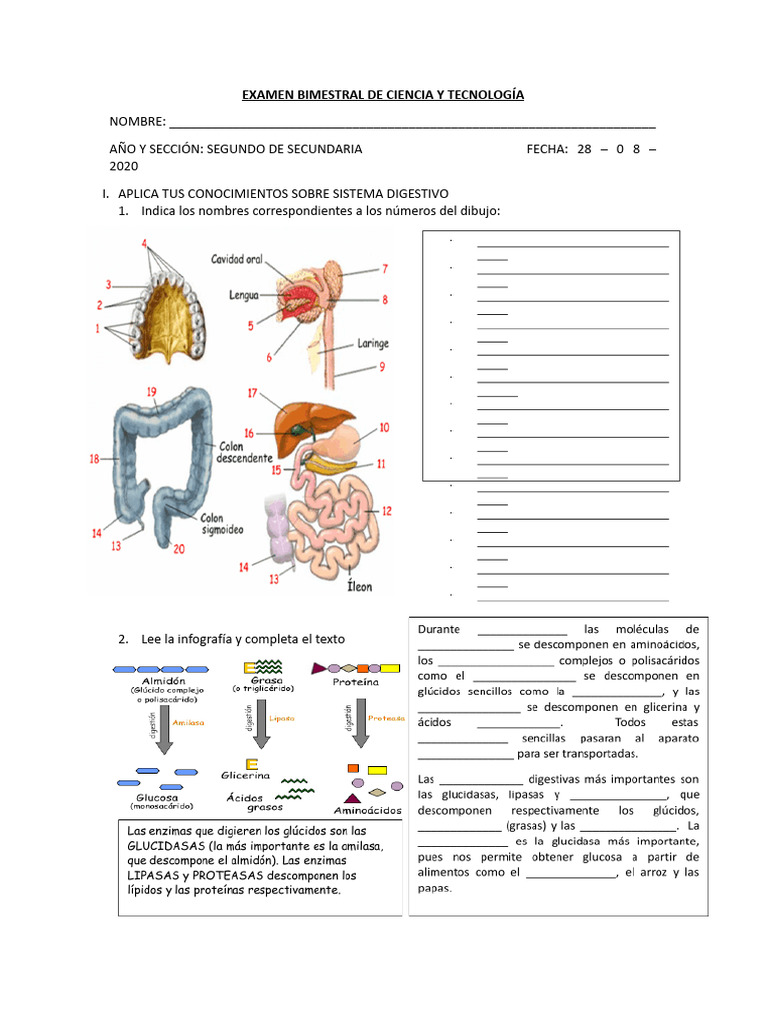 Examen Bimestral de Ciencia y Tecnología Ii Unidad | PDF | Digestión ...