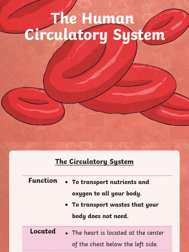 Human Body Circulatory System | PDF | Heart | Artery