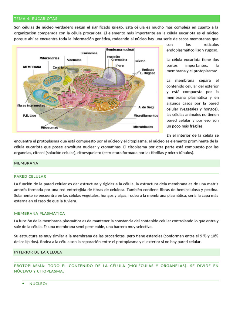 Estructura y Función de Eucariotas | PDF | Citoplasma | Biología Celular)