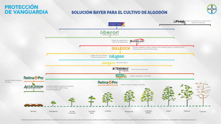 Soluciones Bayer para Cultivo de Algodón | PDF | Plantas | Insectos