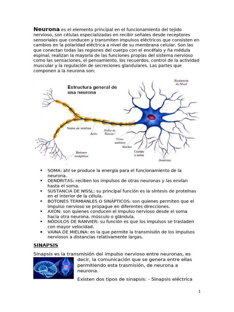 Tipos y Funciones de la Sinapsis Neuronal | PDF | Sinapsis | Neurona