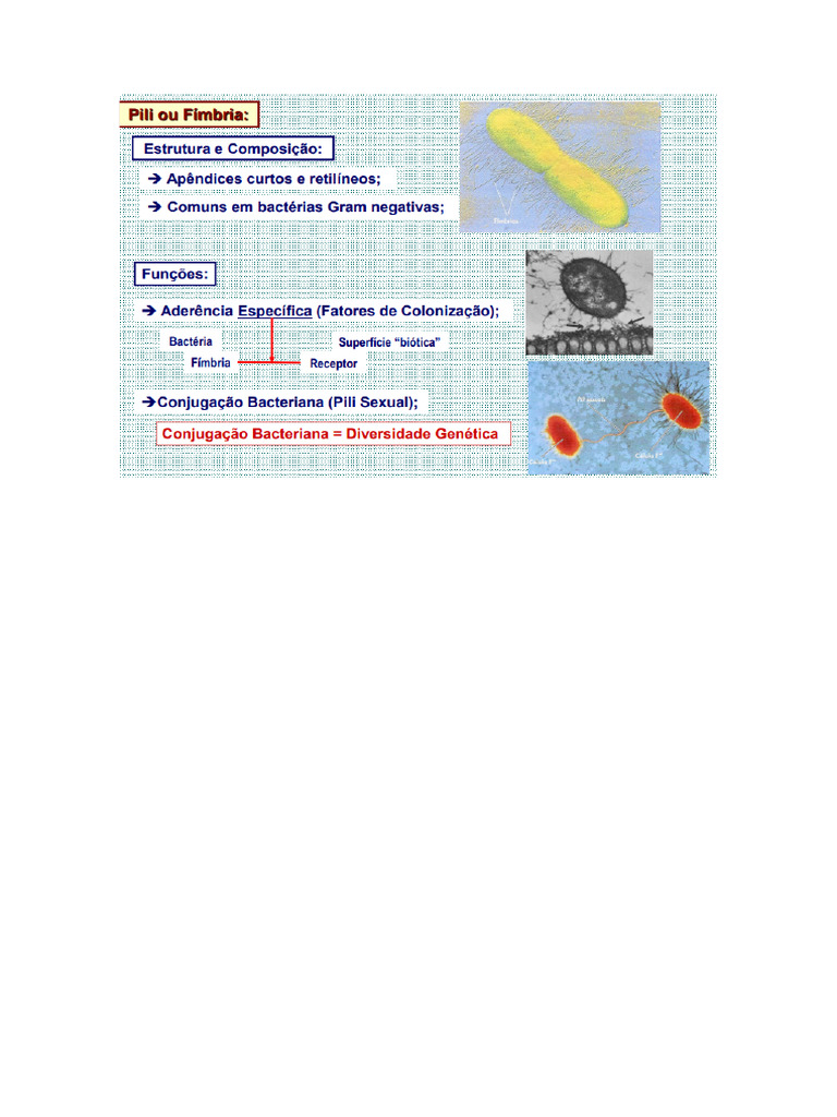 Fimbria | PDF
