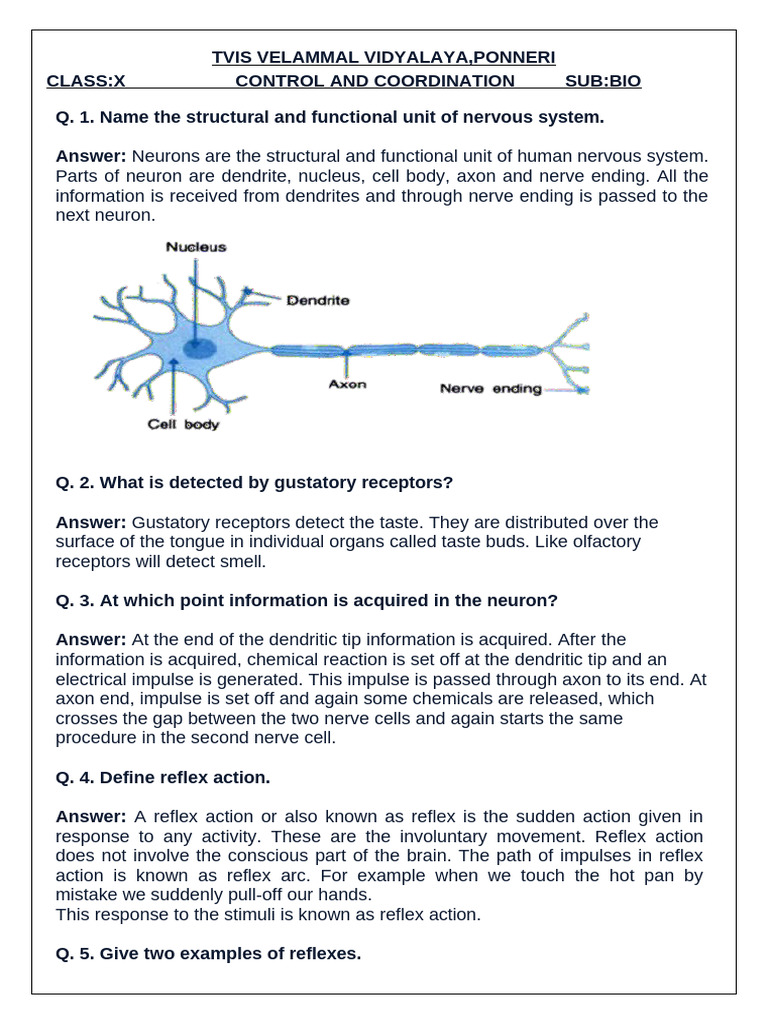 Control and Coordination All in One | PDF | Nervous System | Central ...