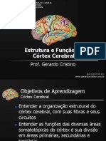Córtex Cerebral
