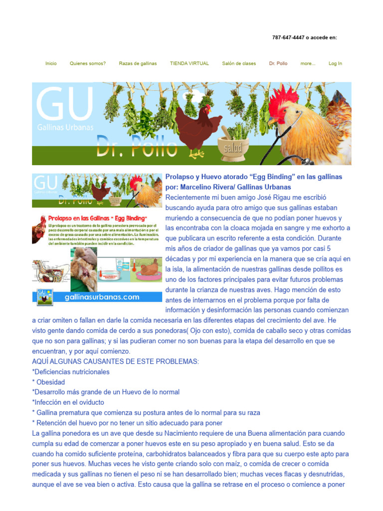 Prolapso y Huevo Atorado en Gallinas | PDF | Alimentos | Pollo