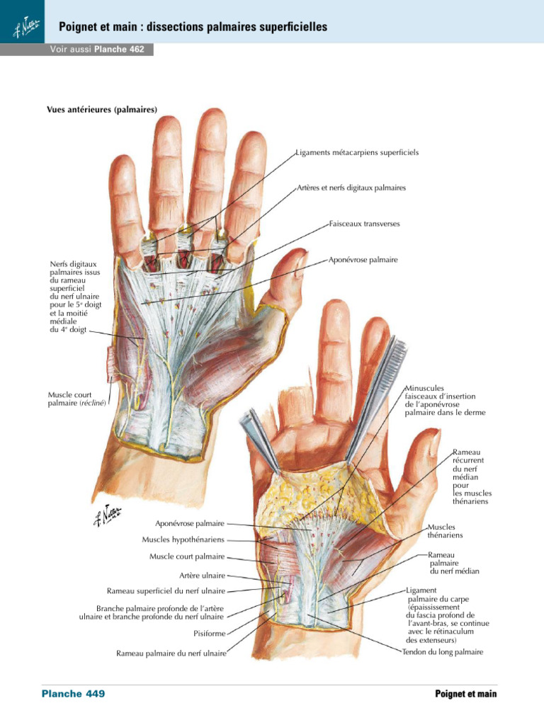 Anatomie des muscles de la main | PDF | Main | Anatomie humaine