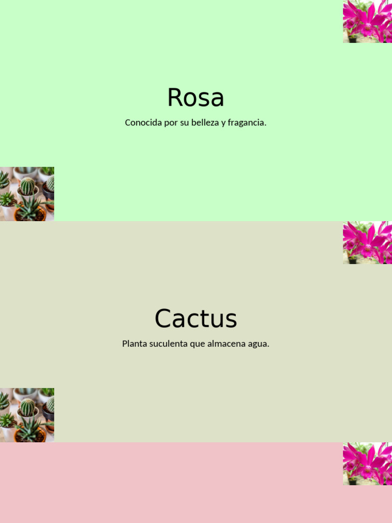 Rosa | PDF