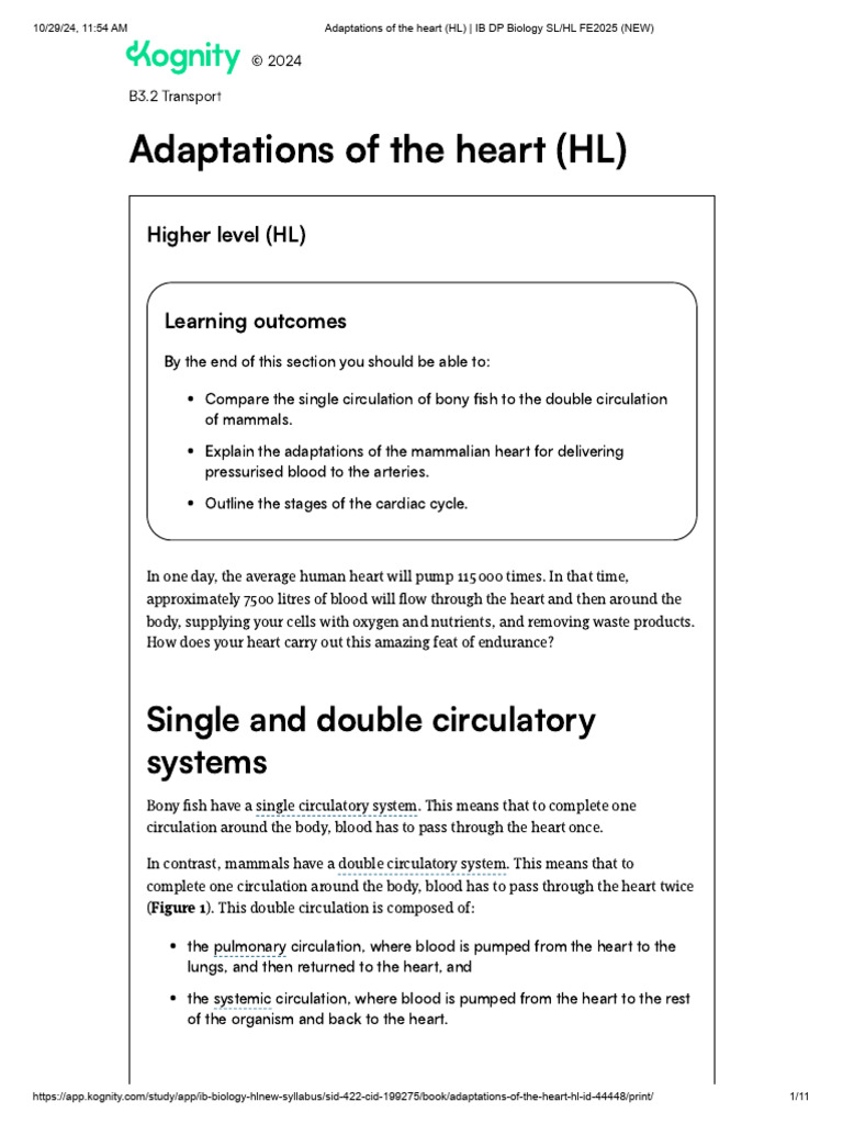 Heart Adaptations in IB Biology HL | PDF | Heart Valve | Atrium (Heart)