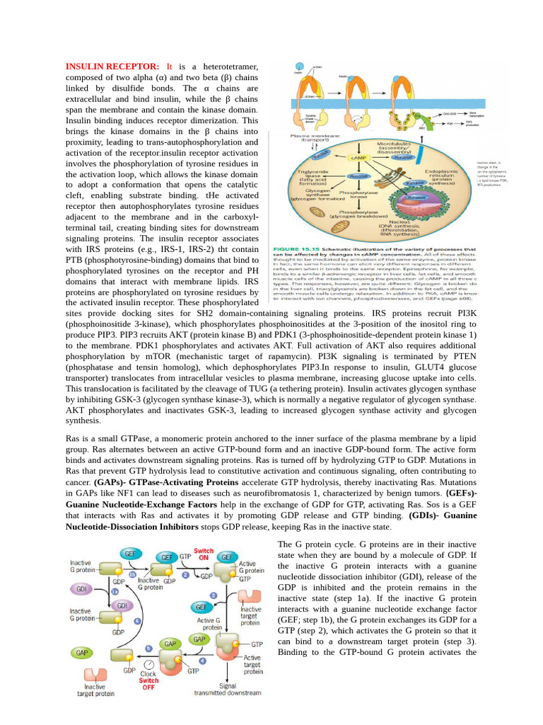 Insulin Receptor Signaling Mechanism | PDF | Artificial Neural Network ...
