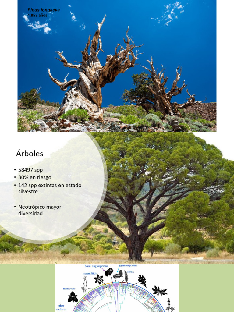 Origen y Evolucion de Las Plantas 2023 | PDF | Plantas | Botánica