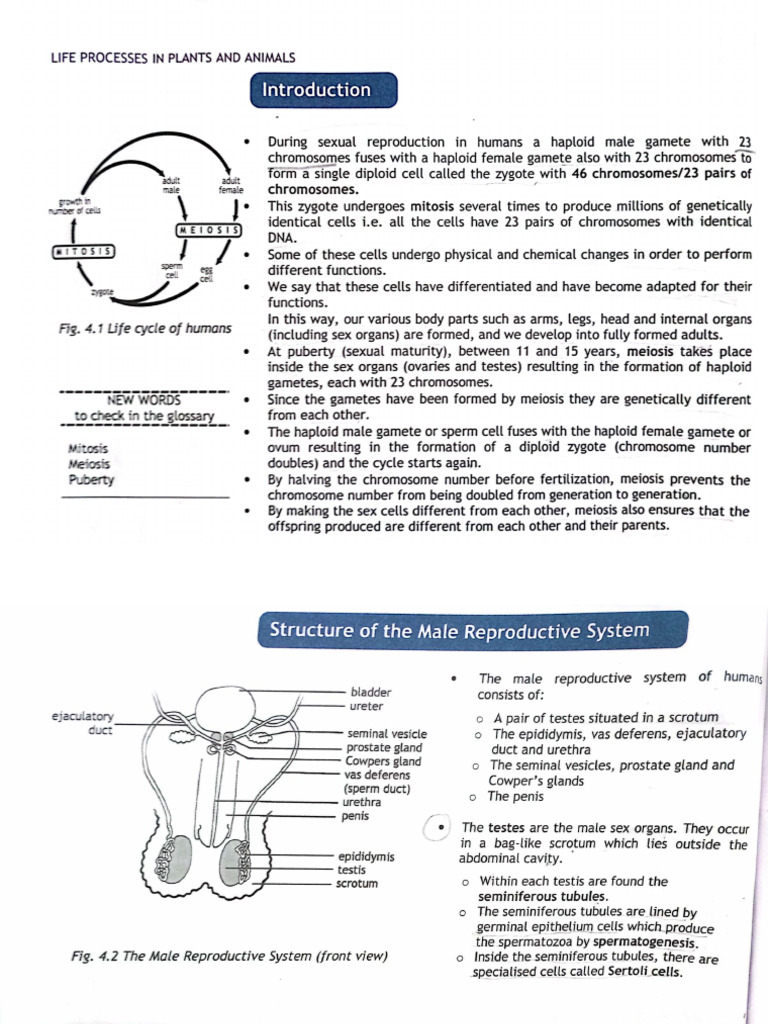 Human Reproduction My Notes | PDF