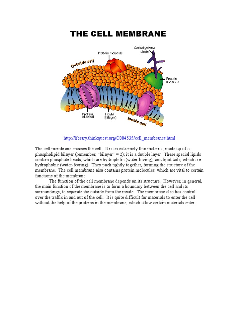 Understanding Cell Membrane Structure | PDF