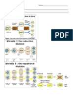 Meiosis Notes