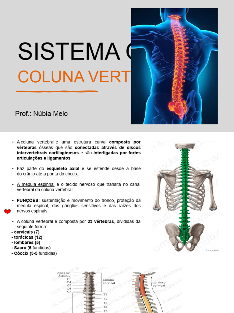 Estrutura e Funções da Coluna Vertebral | PDF | Coluna vertebral | Vértebra