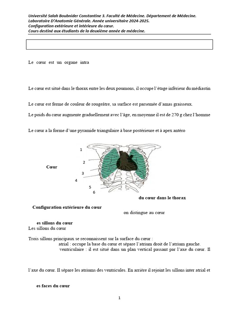 Anatomie du cœur : Configuration et Sillons | PDF | Cœur | Atrium ...