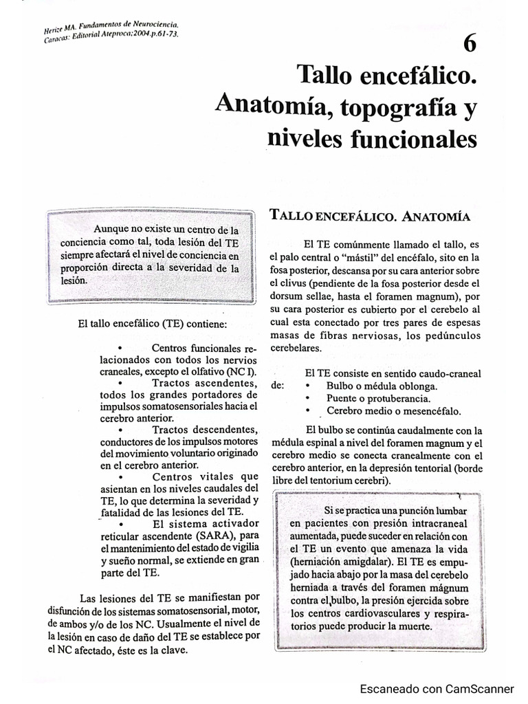 Tallo Encefálico | PDF