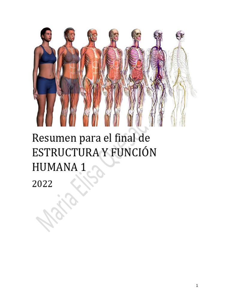 Apuntes de Estructura y Función Humana 1 - 240622 - 123546 | PDF ...