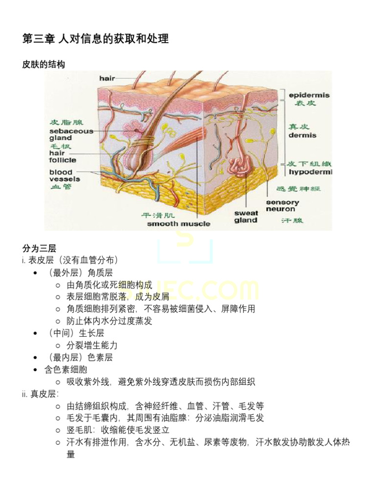 第三章人对信息的获取和处理| PDF, image size:768x1024