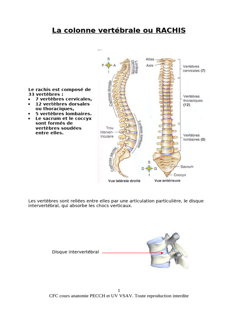 Anatomie du Rachis et des Vertèbres | PDF