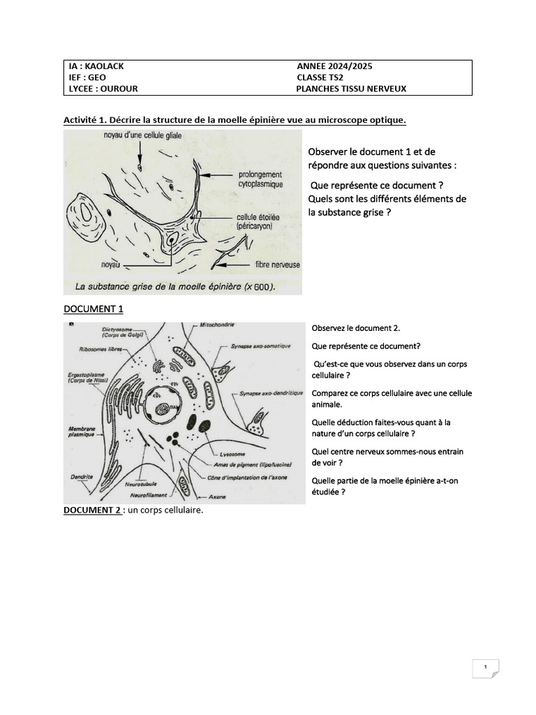 Structure et Organisation du Tissu Nerveux | PDF | Nerf | Neurone