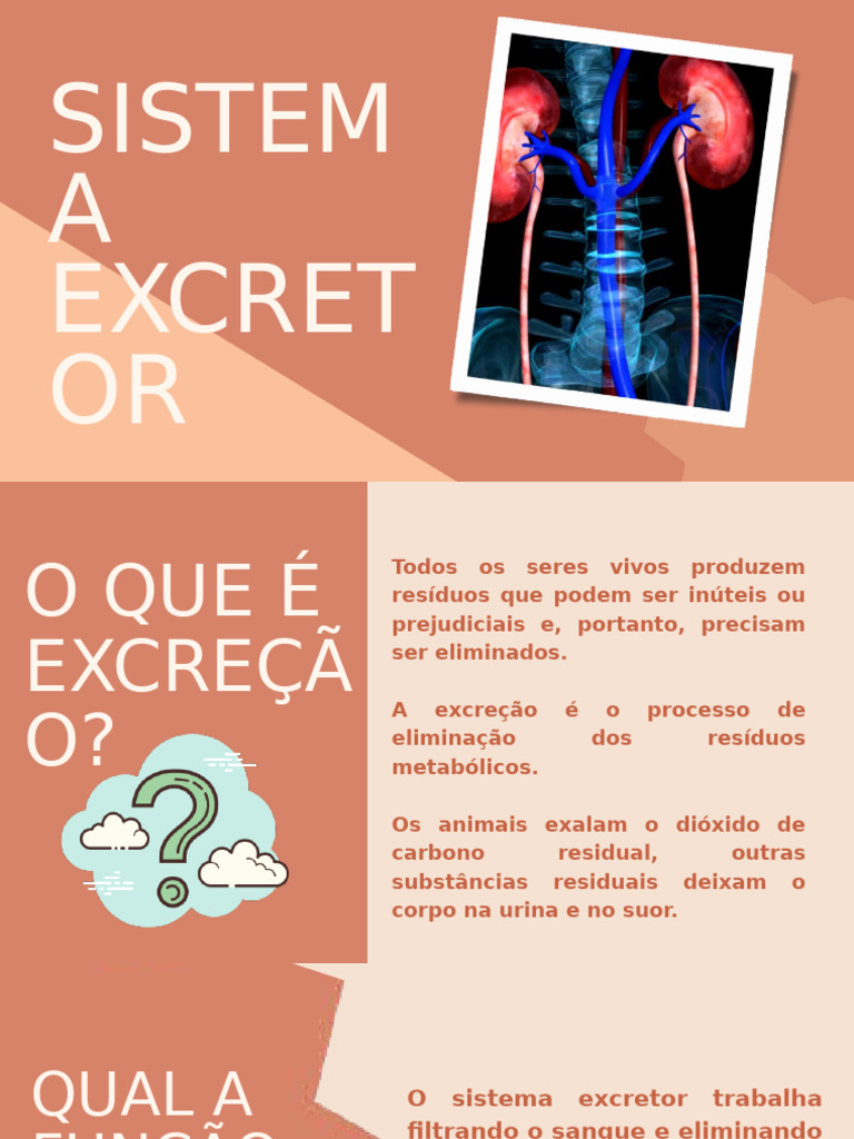 O Que é Excreção e Seu Processo | PDF | Rim | Corpo humano