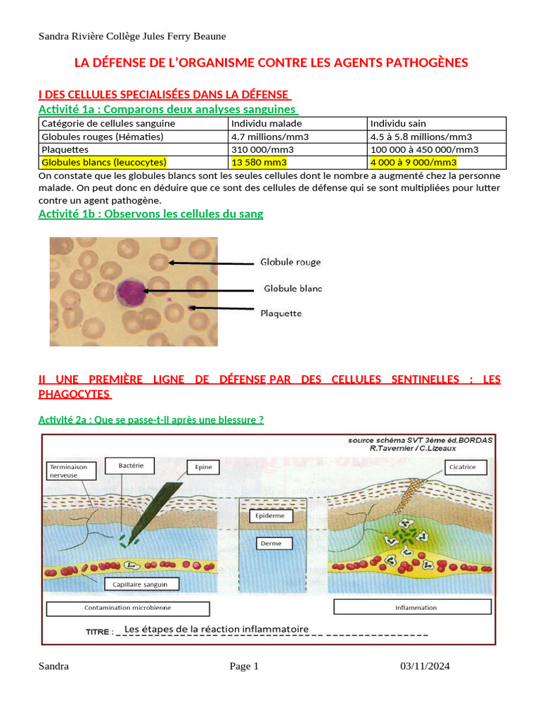 Défense immunitaire : cellules et mécanismes | PDF | Lymphocyte | Antigène