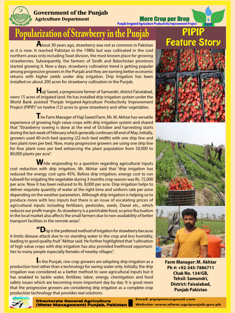 Strawberry Haji Saeed FSD | PDF | Irrigation | Agriculture