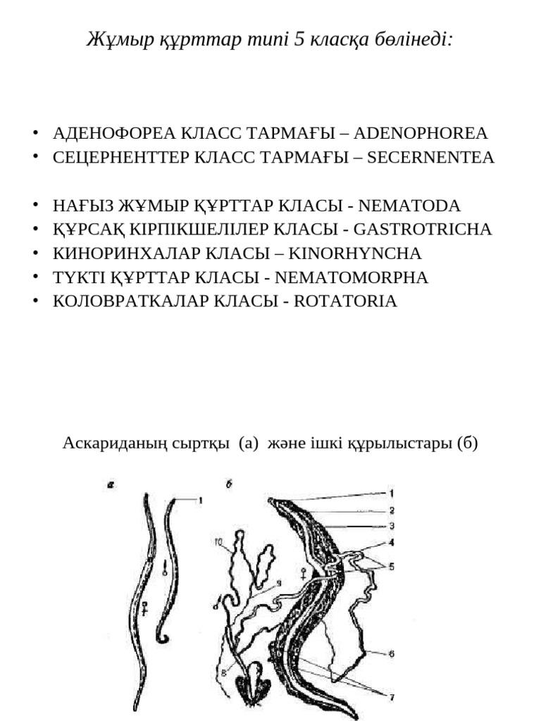 Сексуалдық пальто фотосы
