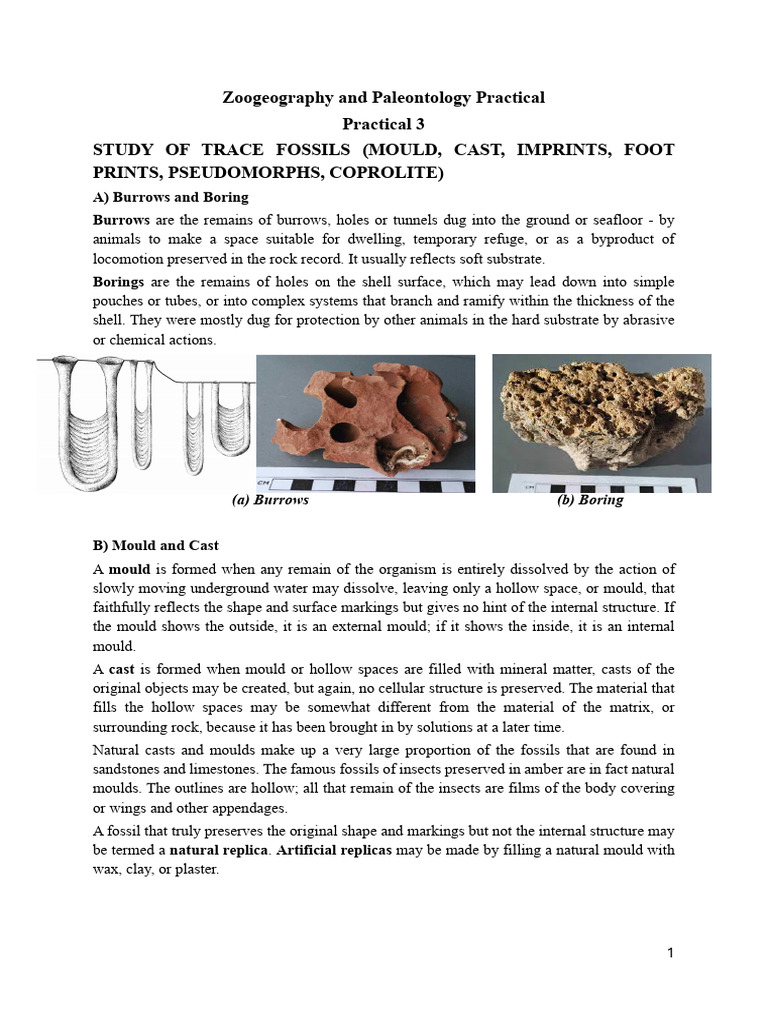 Trace Fossils: Types and Examples | PDF | Fossil