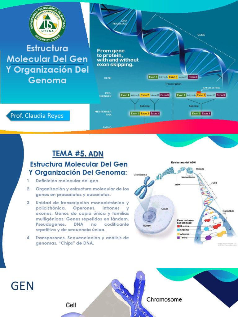 TEMA 5.2 Estructura Molecular Del Gen Y Organización Del Genoma | PDF ...