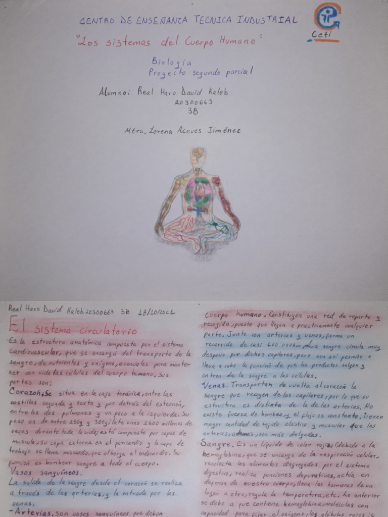 Los Sistemas Del Cuerpo Humano | PDF