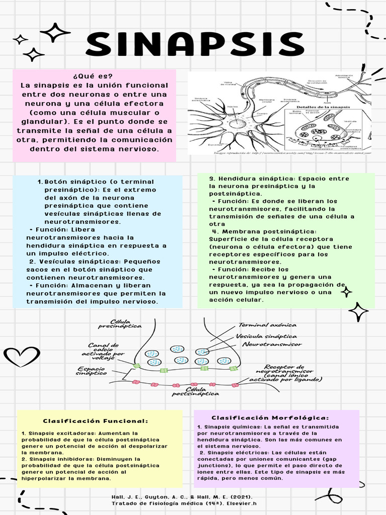 Clasificación de Sinapsis y Neurotransmisores | PDF | Sinapsis ...