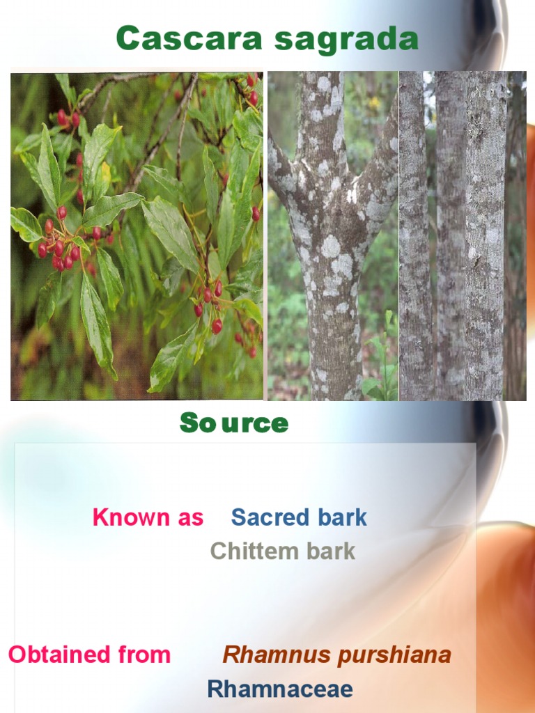 5.cascara Sagrada | PDF | Plant Morphology | Branches Of Botany
