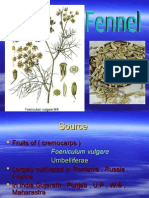 1 Fennel