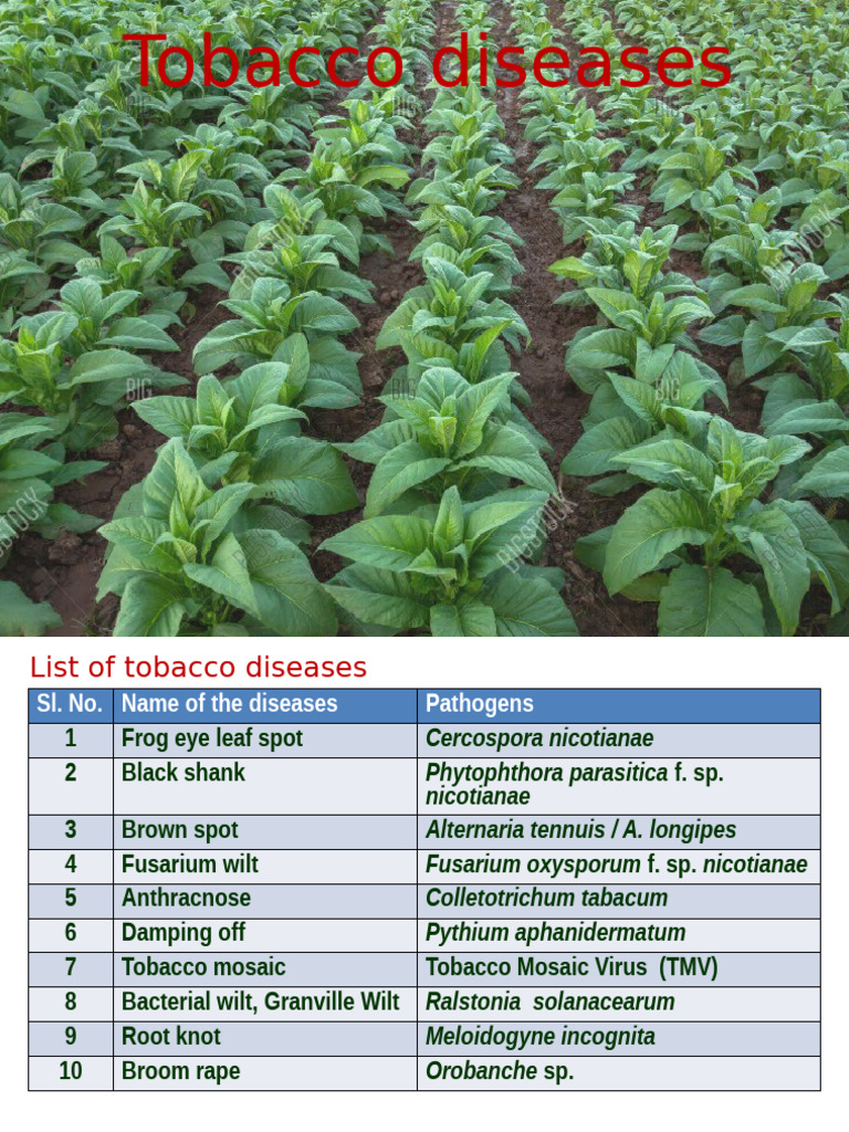 tobacco free cigarettes safe Smoking: Effects, Risks, Diseases, Quitting & Solutions