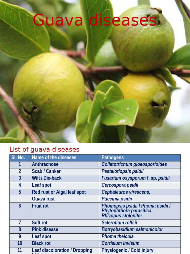 Guava Diseases and Control Measures | PDF | Science & Mathematics