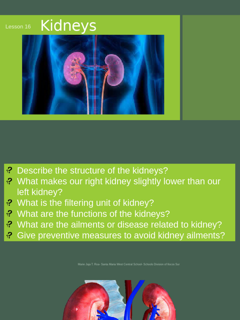 Lesson16kidneys 161011132415 | PDF | Kidney | Kidney Disease