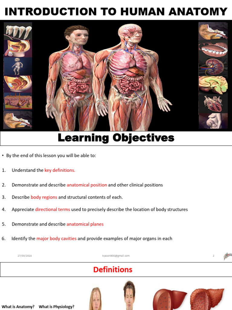 Introduction To Human Anatomy | PDF | Anatomical Terms Of Location | Hip