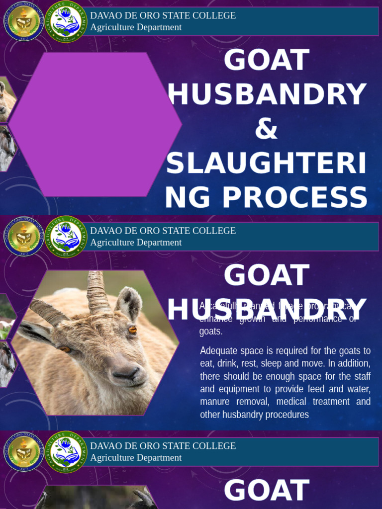 Goat husbandry and slaughtering process pdf